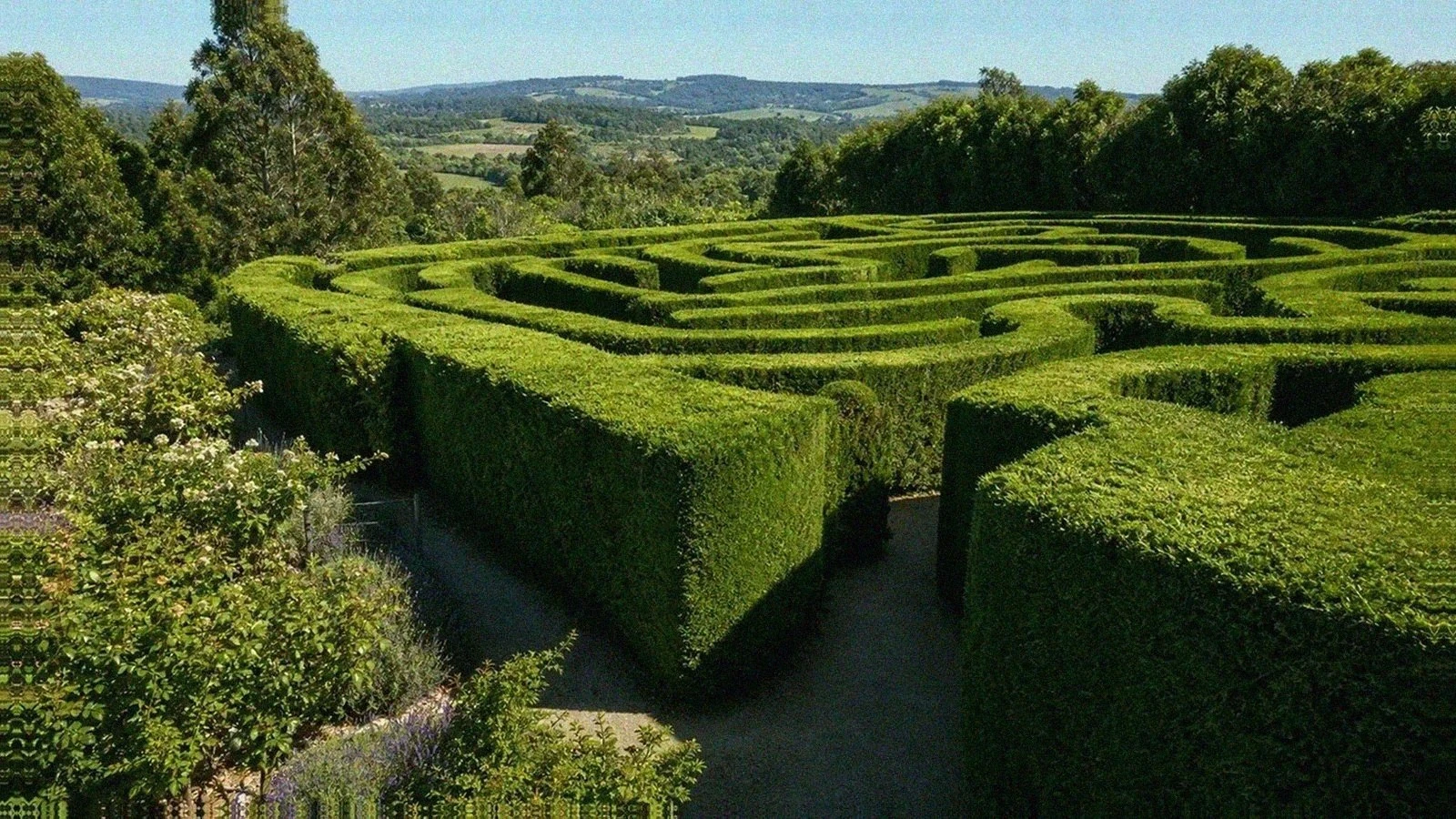 Ashcombe Maze with tall cypress hedges and Mornington Peninsula hills in the distance