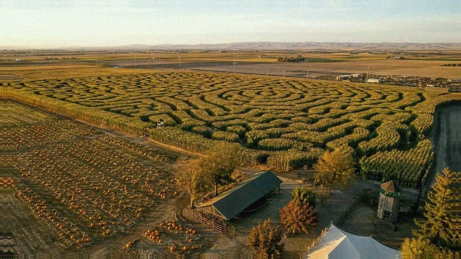 Huge California corn maze beside a pumpkin patch in Dixon during golden-hour light