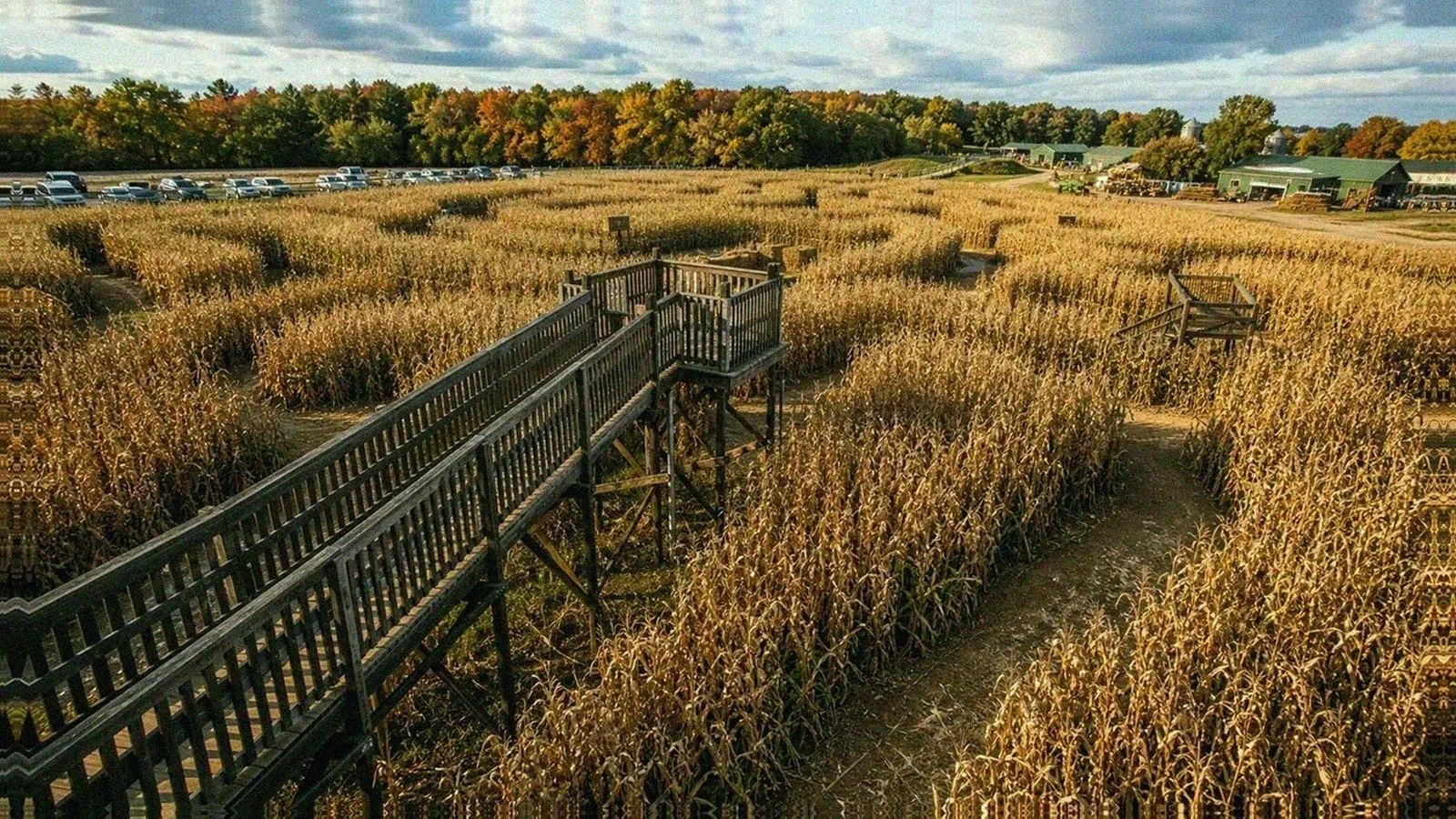 Davis Mega Maze style New England corn maze with raised wooden bridges over autumn rows