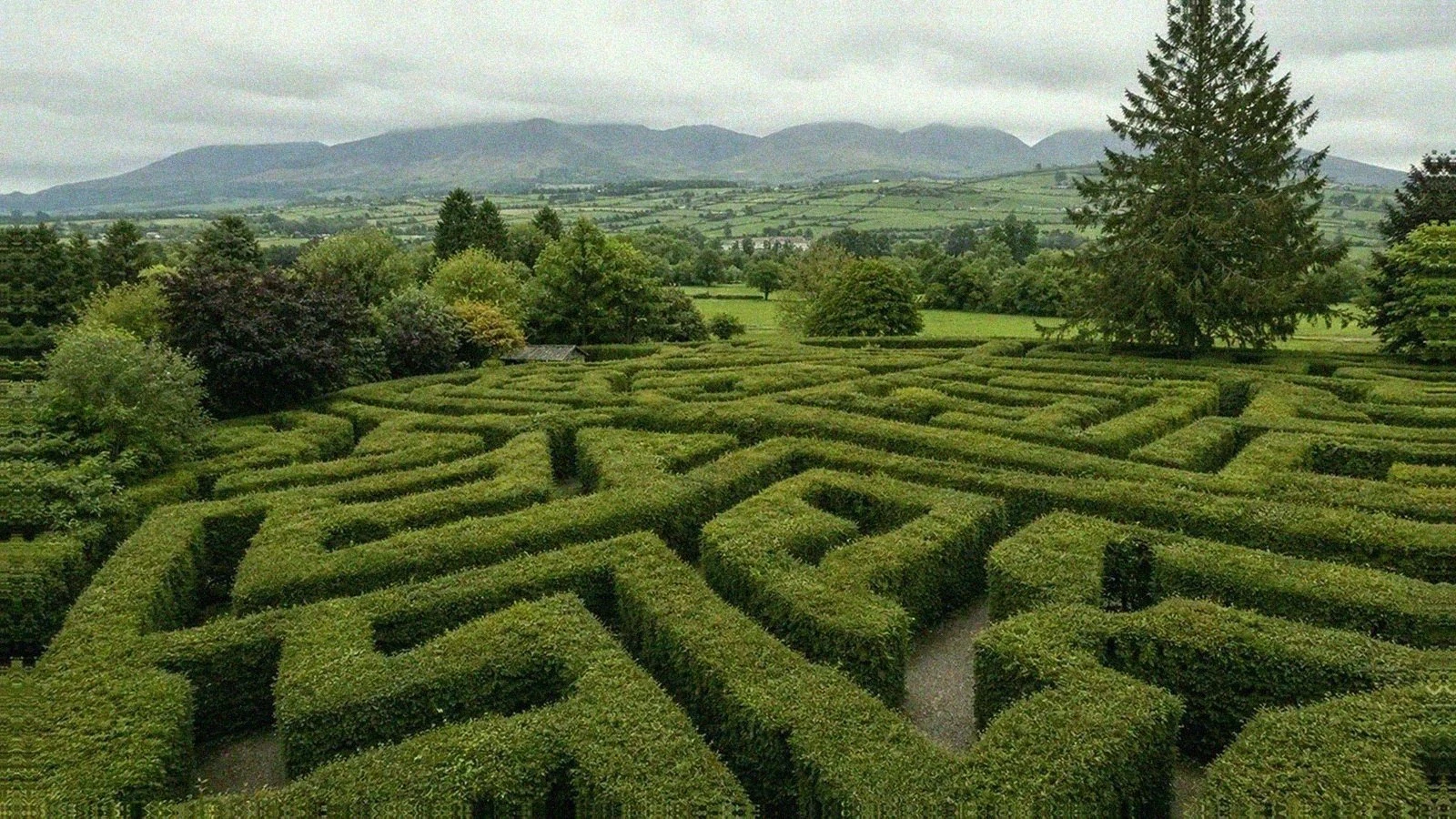 Peace Maze at Castlewellan with clipped yew hedges and the Mourne Mountains beyond