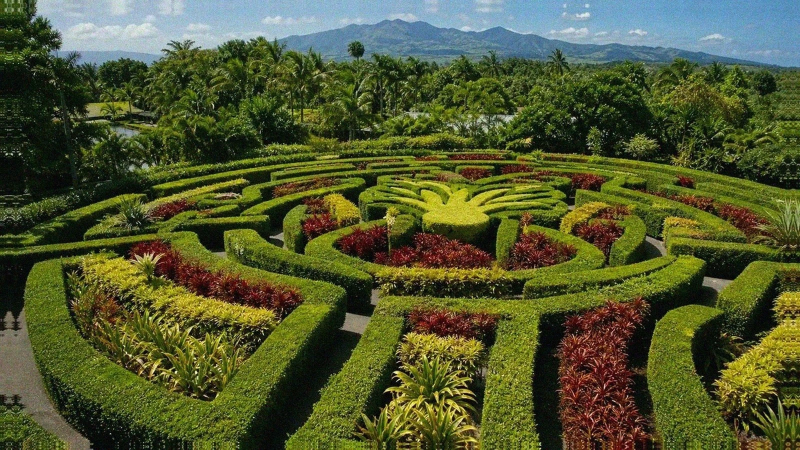Pineapple Garden Maze with tropical planting, clipped paths, and Oahu mountains beyond