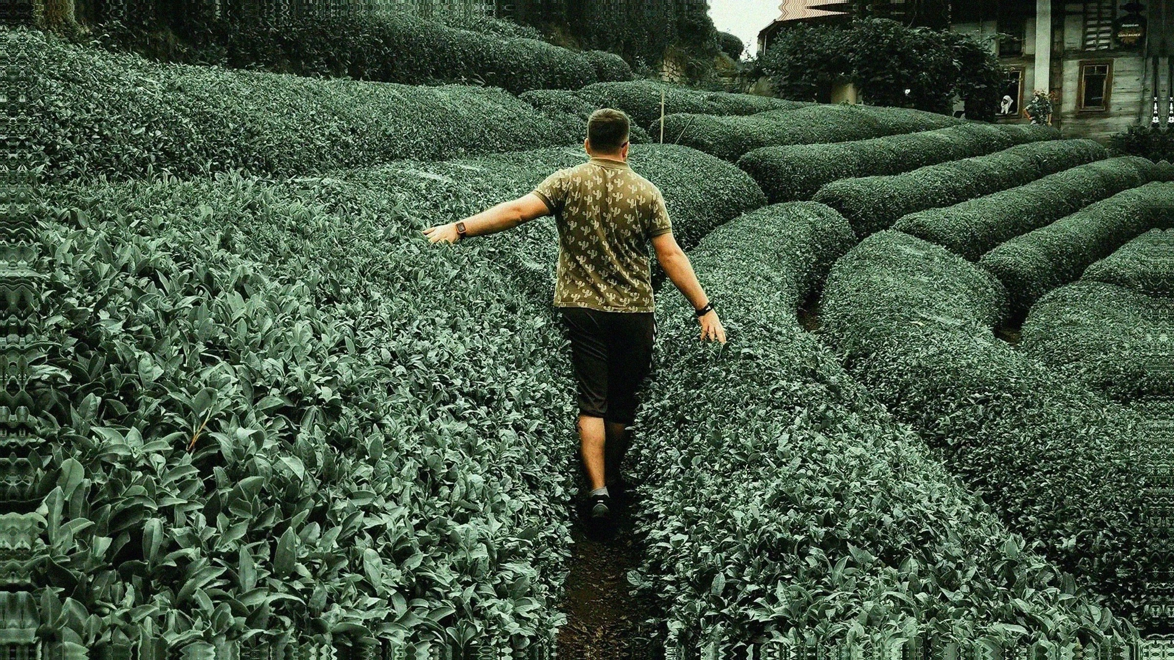 Person walking along a narrow path between rows of green shrubs in the countryside